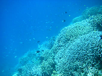 八重干瀬の八重干瀬の珊瑚礁：枝サンゴの密林です