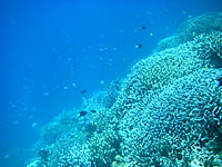 宮古列島 八重干瀬の八重干瀬の珊瑚礁の写真