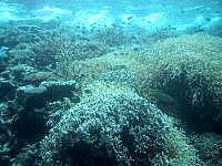 八重干瀬の八重干瀬海中1 - 海中の珊瑚礁は本当に素晴らしい
