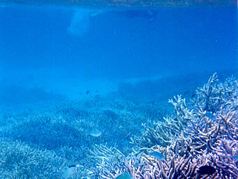 八重干瀬の八重干瀬海中2：海の中はまさに珊瑚の森