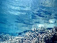 八重干瀬の八重干瀬海中2 - 枝珊瑚がとにかく素晴らしい