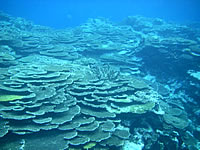 宮古列島 八重干瀬の八重干瀬のテーブル珊瑚の写真