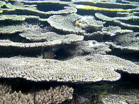 八重干瀬の八重干瀬のテーブル珊瑚 - このサンゴの下には魚がいっぱいです