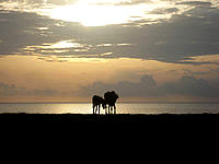 与那国島の馬鼻崎の朝日 - 馬の親子が絵になります