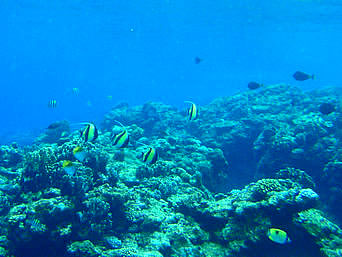 与那国島のダンヌ浜アウトリーフ：ダンヌの沖へ行くと魚もサンゴも多い