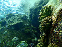 与那国島の久部良港の海の中 - テトラポットにサンゴがついています