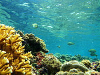 与那国島の久部良港の海の中 - サンゴは意外と豊かな場所