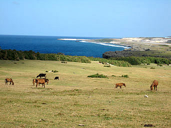 与那国島の北牧場：海と緑と放牧された馬や牛さんたち