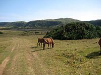 与那国島の北牧場 - 馬や牛が優先ですので無理せず移動
