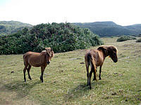 与那国島の北牧場 - 馬や牛を驚かさないようにそっと移動