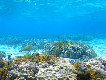 座間味島の阿真ビーチのインリーフ：浅瀬にもサンゴがいっぱいです
