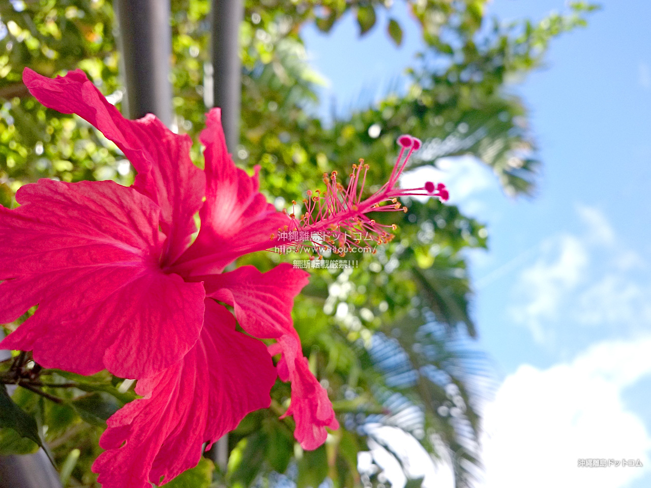 沖縄の冬といえば花 カラフルな5つの花々で身も心もぽかぽか 沖縄の旅行記 旅行ガイド