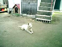 座間味島の民宿宮乃里 - 犬のシロがお出迎え。最初はほえますが人なつっこい。